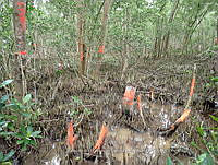 UM001 0108 Avicennia germinans.jpg