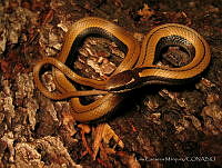 LCM0030 Coniophanes imperialis.jpg