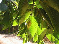 EEC0283 Ostrya virginiana.jpg