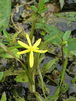 JRBBFM026-114 Heteranthera dubia.jpg