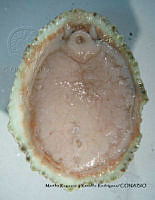 MRyRR160 Fissurella virescens.jpg
