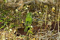 JHC0142 Passerina ciris.jpg