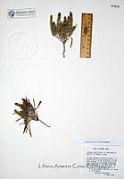 LAC005  Plantago ovata var. fastigiata.JPG