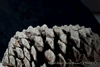 MASM03330 Pinus devoniana.jpg