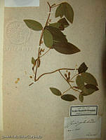 OTV3321 Calopogonium galactioides.jpg