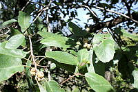 GFF0024 Quercus polymorpha.JPG