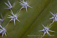 MASM00699 Cactaceae.jpg