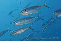 CCK0288 Caranx caballus.jpg
