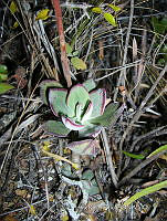 IRR 0388 Echeveria.jpg