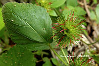 ME010 KV 01171 Acalypha arvensis Poepp., 1841.JPG
