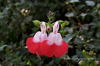 SG002 0244 Salvia microphylla.jpg
