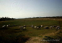 DK1596 Pastizales inducidos.jpg