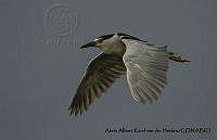 AAKVDH 0226 Nycticorax nycticorax.JPG