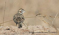 AAKVDH 0325 Chondestes grammacus.JPG