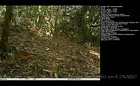 FJBL0155 Zentrygon albifacies.jpg