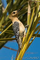 VHL0271 Melanerpes uropygialis.jpg