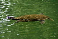 VHL0523 Trachemys ornata.jpg