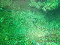 AMMB0020 Urobatis jamaicensis.JPG