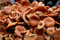 IMDOC Hong 0141 Lactarius sp..jpg