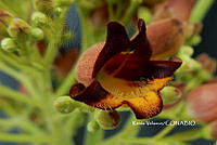 ME010 KV 01045 Godmania aesculifolia (Kunth) Standl., 1926.JPG