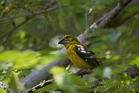 MASM05022 Pheucticus chrysopeplus.jpg