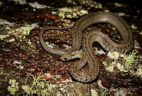 EGP0424 Storeria hidalgoensis.jpg