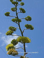 AJGM0253 Agave seemanniana.JPG