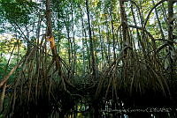 IDG0469 Rhizophora mangle.jpg