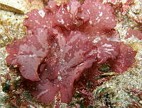 CF006 Callophyllis firma.jpg