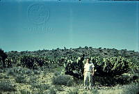 1450 Myrtillocactus geometrizans.jpg