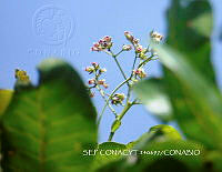 ZG018 0073 Anacardium occidentale.jpg