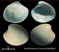 KT014 0578 Pitar morrhuanus.JPG