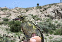 KMS0038 Icterus parisorum.jpg