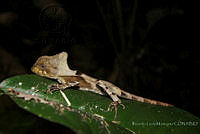 RLM0010 Corytophanes hernandesii.jpg