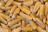 IMDOC2017 Zea mays.jpg