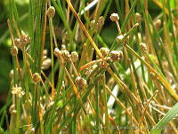 JRBBFM026-103 Eleocharis geniculata.jpg
