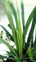 PDA0130 Poa sp..JPG