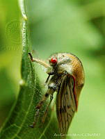 AGM001 Metcalfiella monogramma.jpg