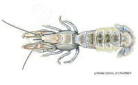 NE018 1275 Upogebia vasquezi_D.jpg