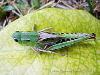 LBL0037 Boopedon gracile.jpg