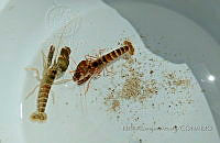 NBA0072 Alpheus lottini.jpg