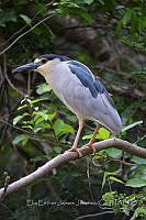 EEJJ002 Nycticorax nycticorax.jpg