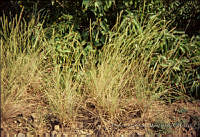 FGM4078 Bouteloua curtipendula.JPG