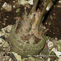 PJB ME014 228 Zamia paucijuga.JPG