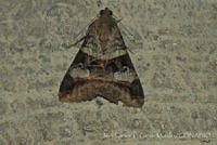 JCGM03043 Melipotis sp..jpg