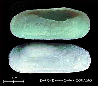 KT014 0600 Solecurtus cumingianus.JPG