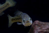 IMDOC2203 Alloophorus robustus.jpg