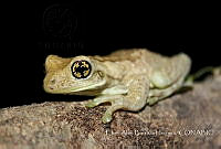 EABH001 Trachycephalus typhonius.jpg