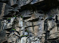 JCMM01 Ara militaris.jpg