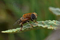 JD01 Apidae.jpg